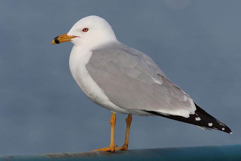 Ring-billed gull, photo by Wikimedia Commons.
