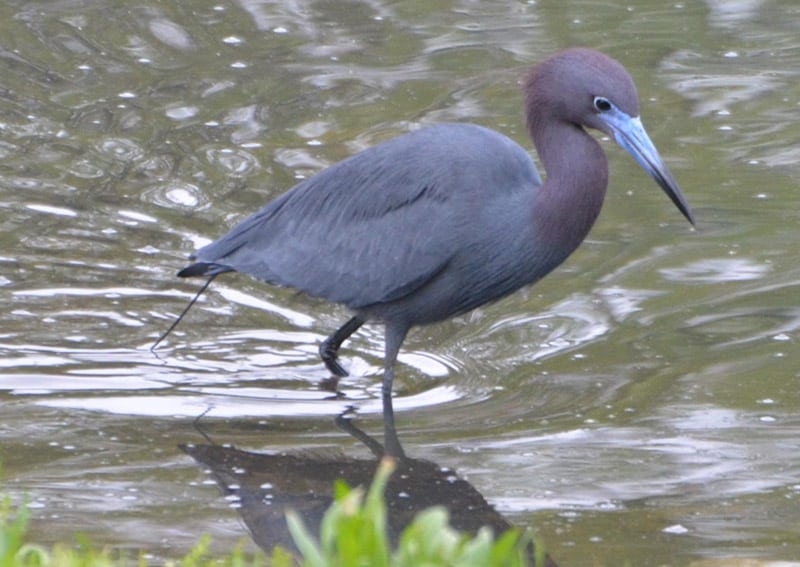 Little blue heron photo by Andy Reago & Chrissy McClarren / Wikimedia commons.