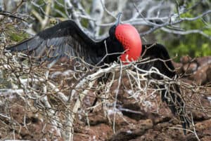 Magnificent frigatebird in the Galapagos.