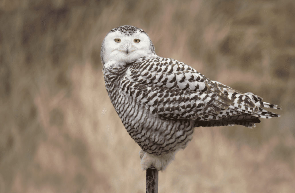 Find snowy owl sightings near you this winter. Photo by Frank Vassen / Wikimedia