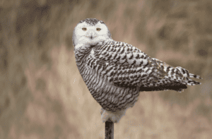 Snowy Owl