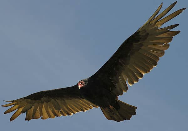Turkey Vulture (Photo: USFWS)