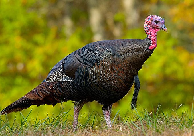 A wild turkey stands in front of a leafy green background.