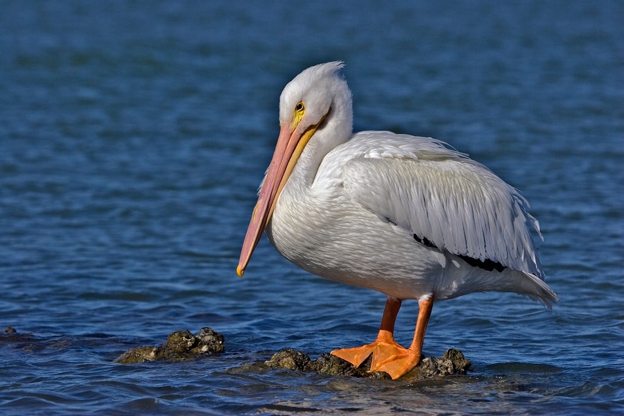 American white pelican, photo by Alan D. Wilson / Wikimedia Commons.