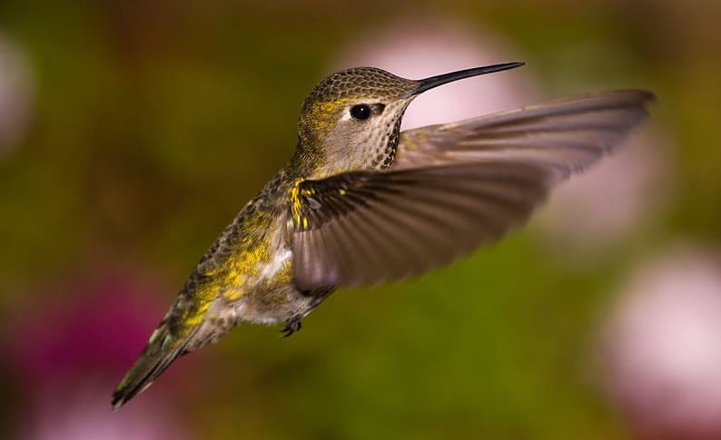 Hummingbird Behavior – Feeding, Foraging, and Reader Observations