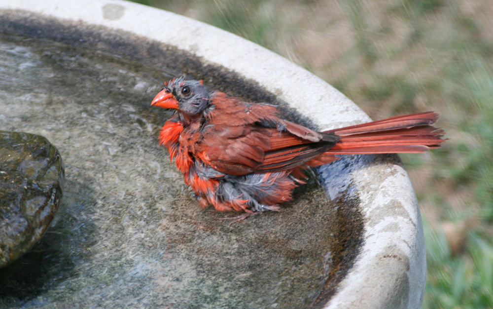 After breeding season ends, some birds undergo feather replacement, called molt. Some birds lose all their head feathers at once, a condition called catastrophic molt. It doesn't indicate poor health or nutrition, nor a pest infestation. It's natural and normal, and the feathers will grow back soon.