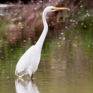 Great Egret photo by Kyle Carlsen