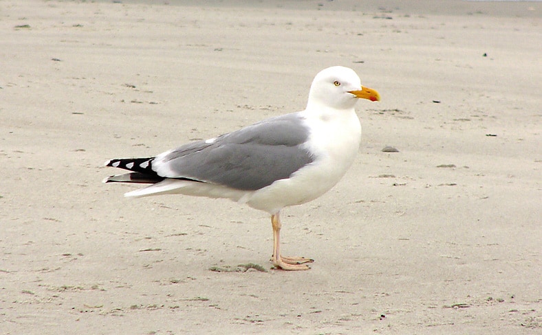 Herring gull photo by Andreas Trepte / Wikimedia