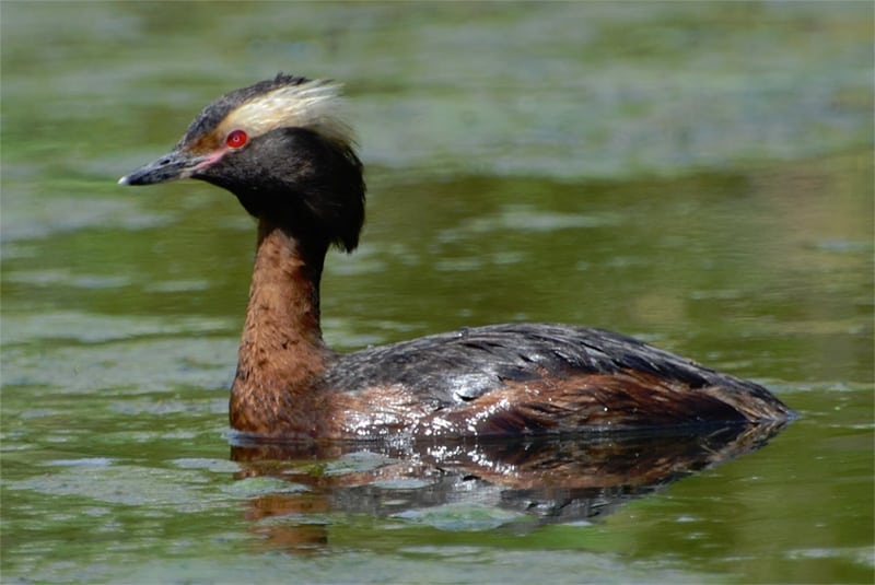Horned grebe photo by Connor Mah / Wikimedia Commons.