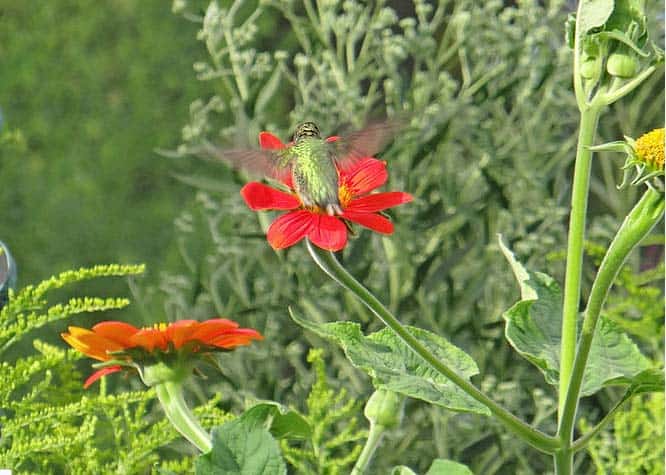 Gardening Tips for Hummingbirds: Tips for Your Region
