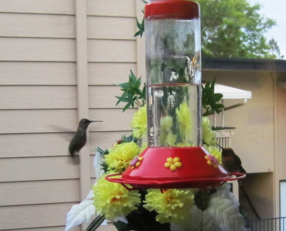 Hummingbirds at a backyard feeder. Photo by Whilma D'Souza.