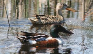 Northern Shoveler, male and female