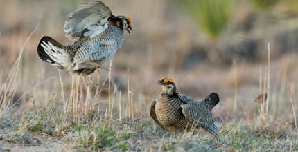 Two lesser prairie-chickens in a grassy setting. One of them is jumping.