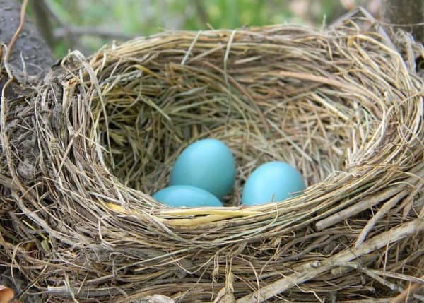 eggs in bird nest