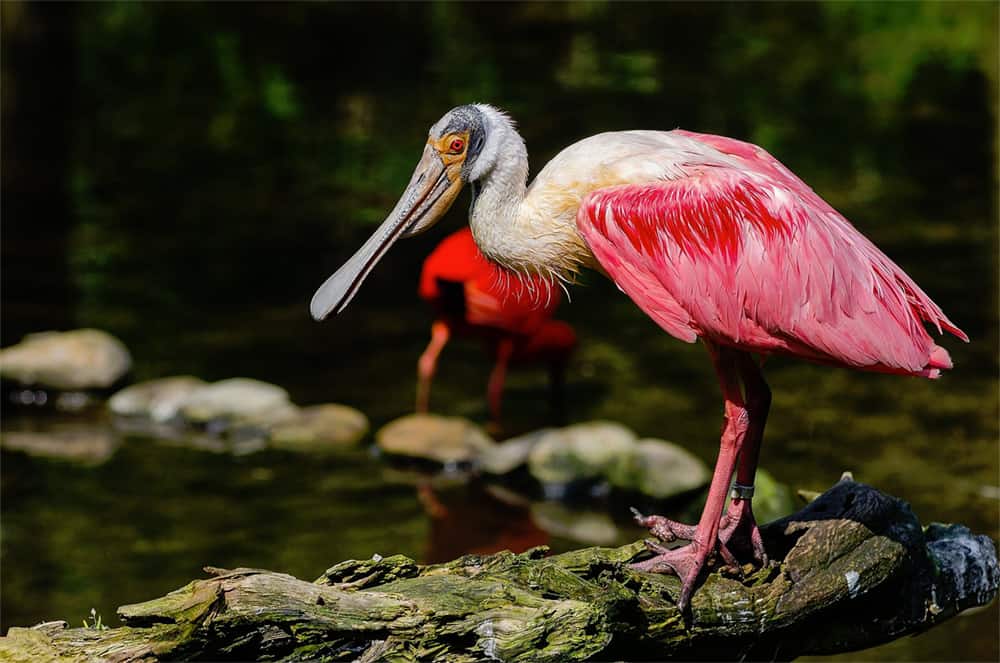 Roseate spoonbill photo by Mathias Appel / Wikimedia