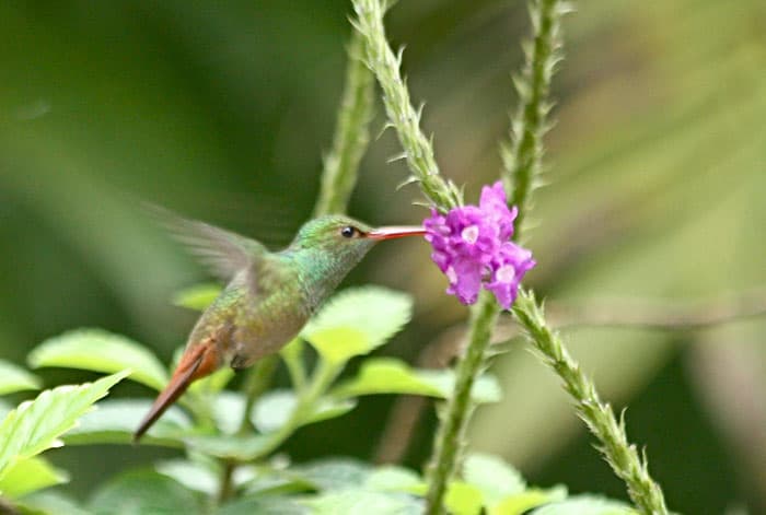 Rufous-tailed Hummingbird in Honduras. Photo by Julie Zickefoose.