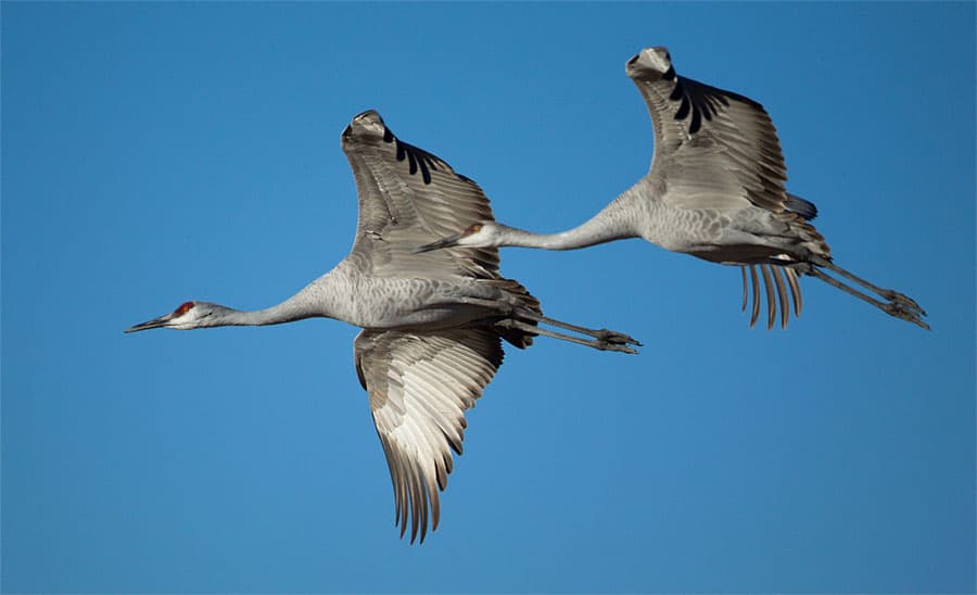 Sandhill cranes flying at Bosque del Apache National Wildlife Refuge, New Mexico, United States. Photo by M. Kainickara / Wikimedia.