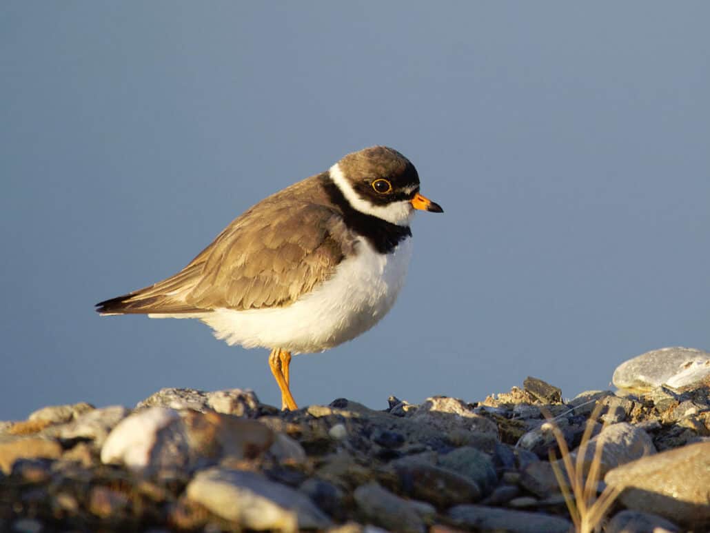 Semipalmated plover photo by Gregory Smith / Wikimedia
