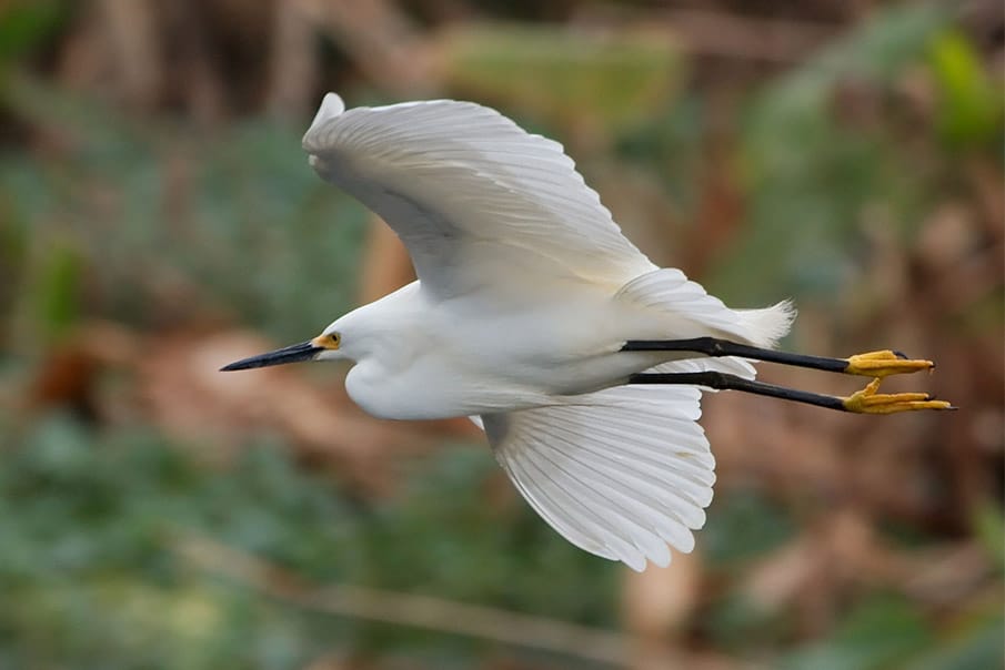 A snowy egret flies across a wooded background.