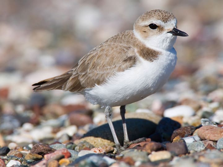 Snowy plover photo by Michael L. Baird / Wikimedia