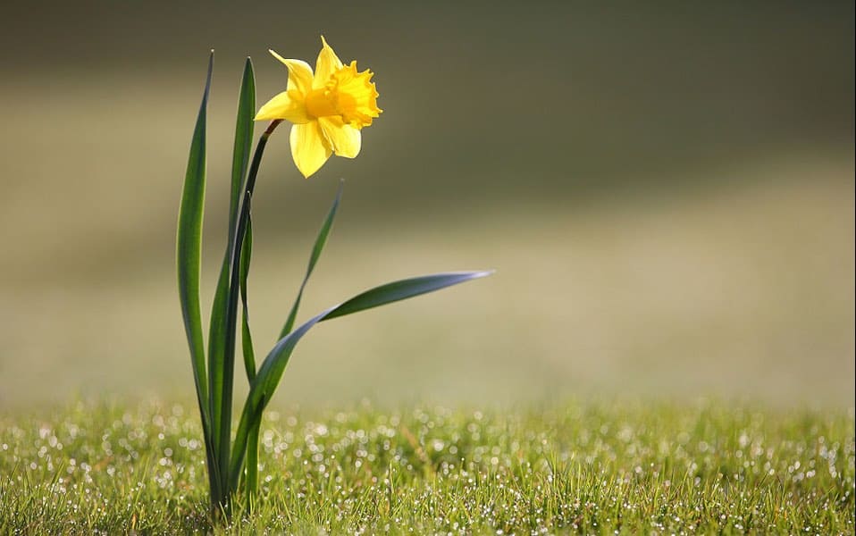 Signs of spring aren't limited to daffodils blooming.