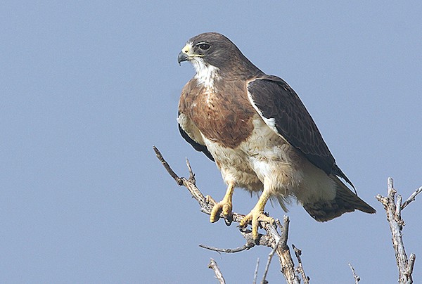 Swainson's Hawk (Photo: USFWS)