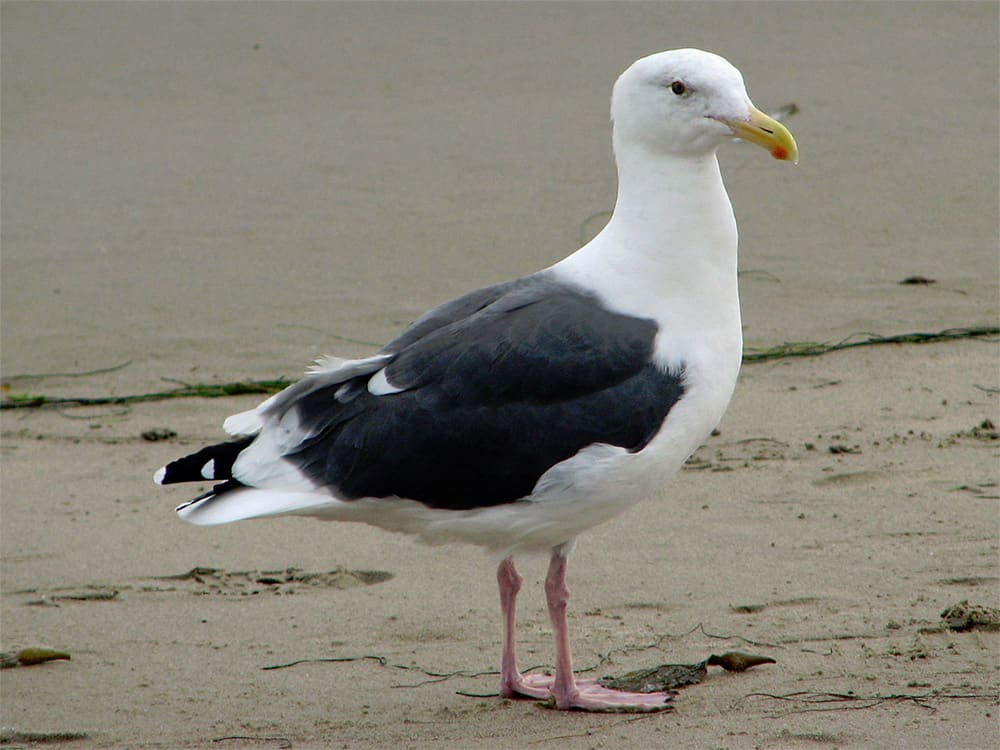 Western gull photo by Dick Daniels / Wikimedia Commons.