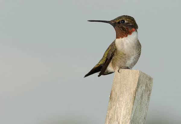 A male ruby-throated hummingbird sits on a perch.