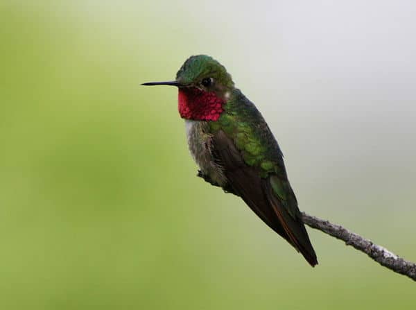 Broad-tailed Hummingbird (Photo: Wikimedia Creative Commons)
