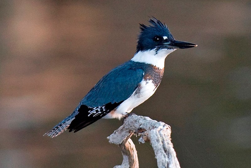 Male belted kingfisher. Photo by Kevin Cole / Wikimedia Commons.
