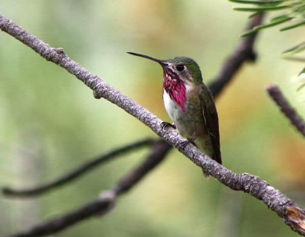 Calliope Hummingbird (Photo: Kati Fleming/Wikimedia)