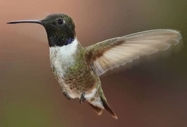 A black-chinned hummingbird flies against a brown background.