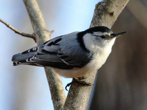 White-breasted Nuthatch (Photo: Kyle Carlsen)