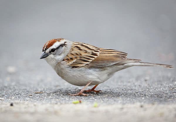 Chipping Sparrow (Photo: Creative Commons)