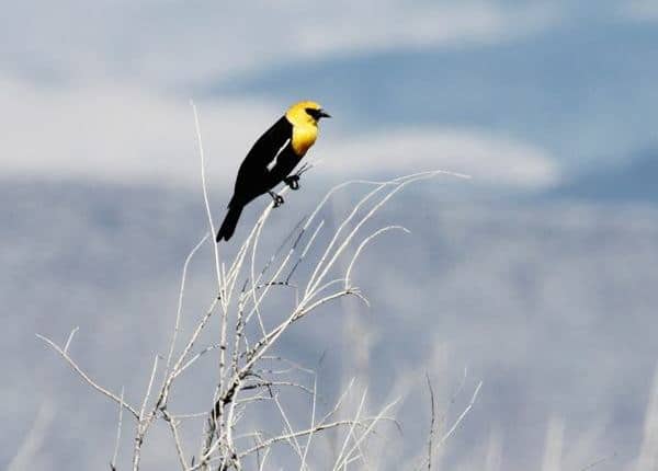 Yellow-headed Blackbird (Photo: Kyle Carlsen)