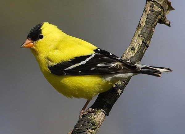 American Goldfinch (Photo: Creative Commons)