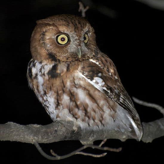 Eastern Screech-Owl, red phase (Photo: Wikimedia)