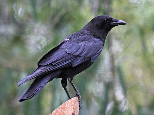 American Crow (Photo: Dick Daniels/Creative Commons)