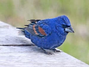 Blue Grosbeak (Photo: Dick Daniel/Creative Commons)