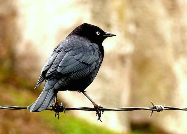 Brewer's Blackbird (Photo: Linda Tanner / Creative Commons)
