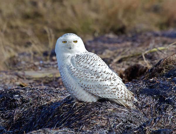 During late December 2013, an immature snowy owl was reported at Little Talbot Island State Park on the Atlantic coast, just north of Jacksonville, Florida. BWD contributor Harry B. Hooper describes his "chase" for this elusive visitor.Snowy Owl (Photo: David Syzdek/Wikimedia)
