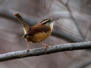 Carolina Wren (Photo: Creative Commons)