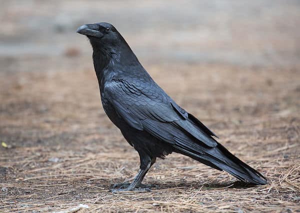 Common Raven (Photo: DAVID ILIFF. License: CC-BY-SA 3.0)