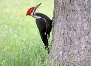 Pileated Woodpecker (Photo: Dominic Sherony/Creative Commons)