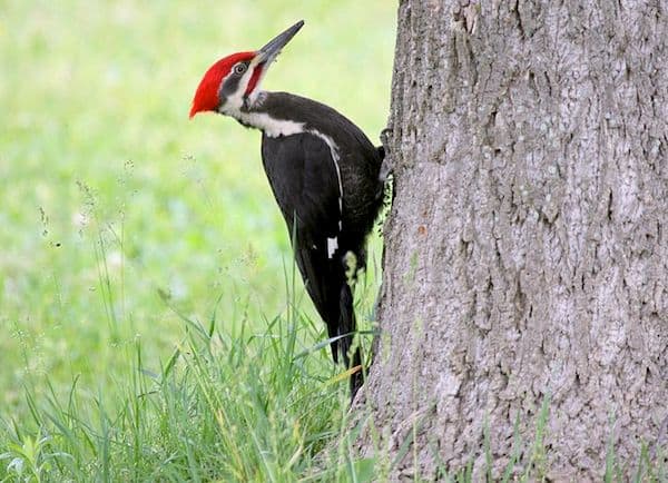 Pileated Woodpecker (Photo: Dominic Sherony/Creative Commons)
