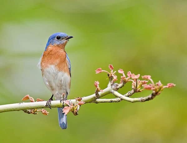 Eastern Bluebird (Photo: William H. Majoros / Creative Commons)