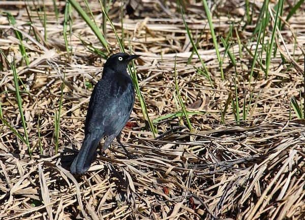 Rusty Blackbird (Photo: Creative Commons)