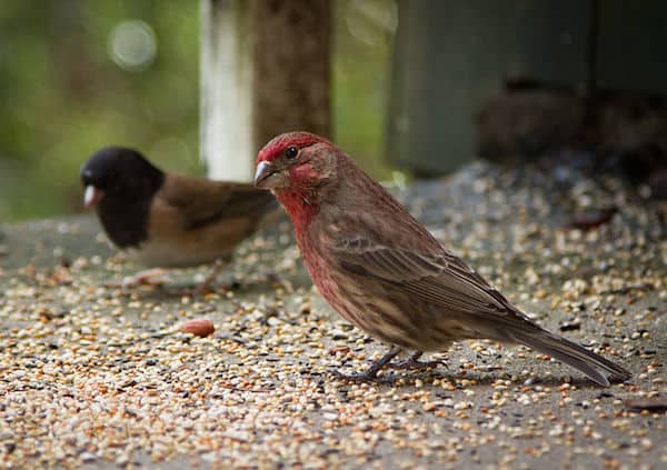 House Finch (Dark-eyed Junco in background) Photo by Frank Schulenburg/Creative Commons