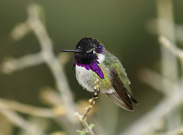 Costa's Hummingbird (Photo: Alan Vernon/Wikimedia Commons)