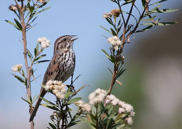 Song Sparrow (Photo: Creative Commons)